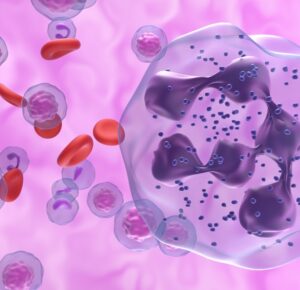 Neutropenia – co oznacza niski poziom neutrofili?